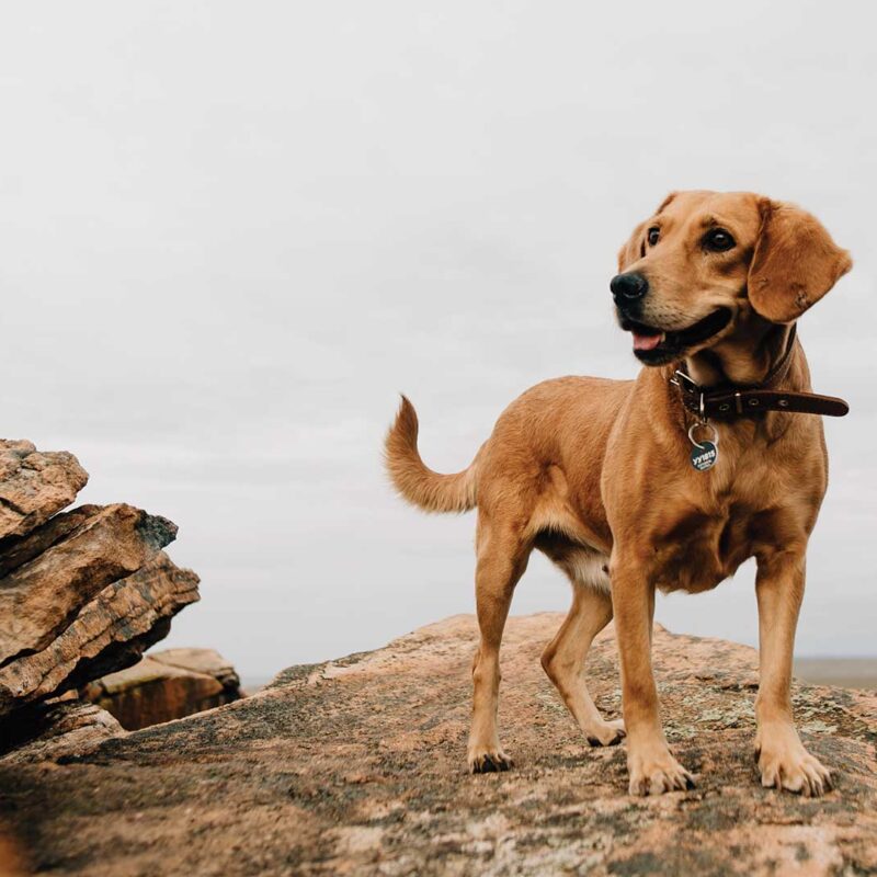 Hund auf Felsen