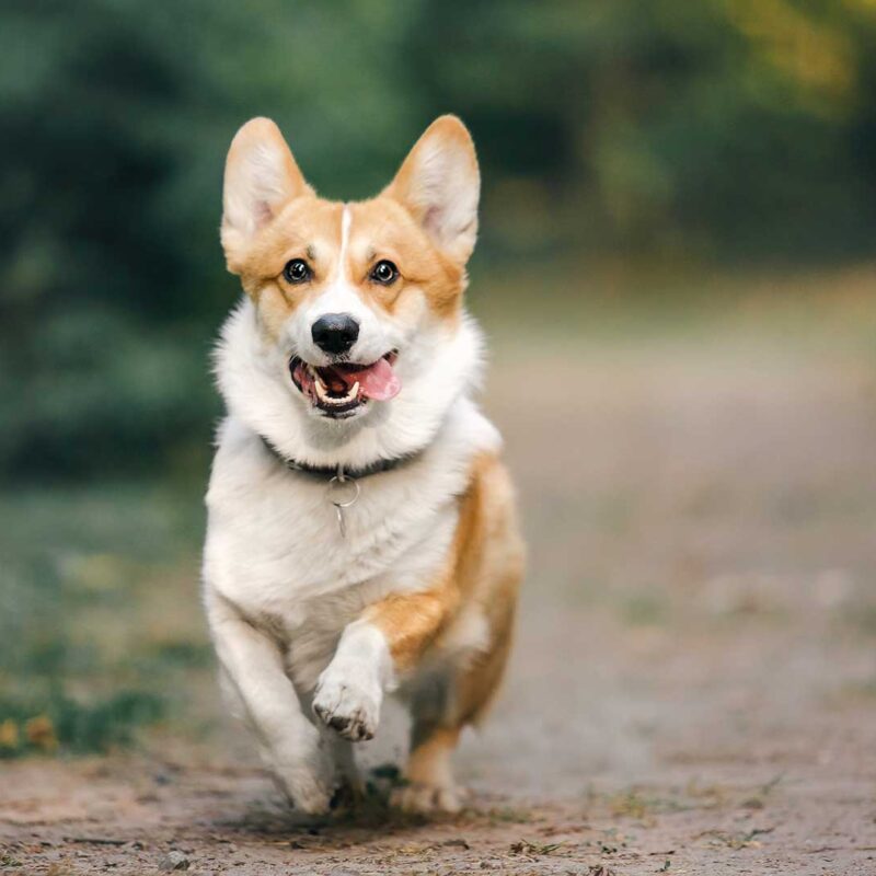 Headbackground Hund läuft in der Natur