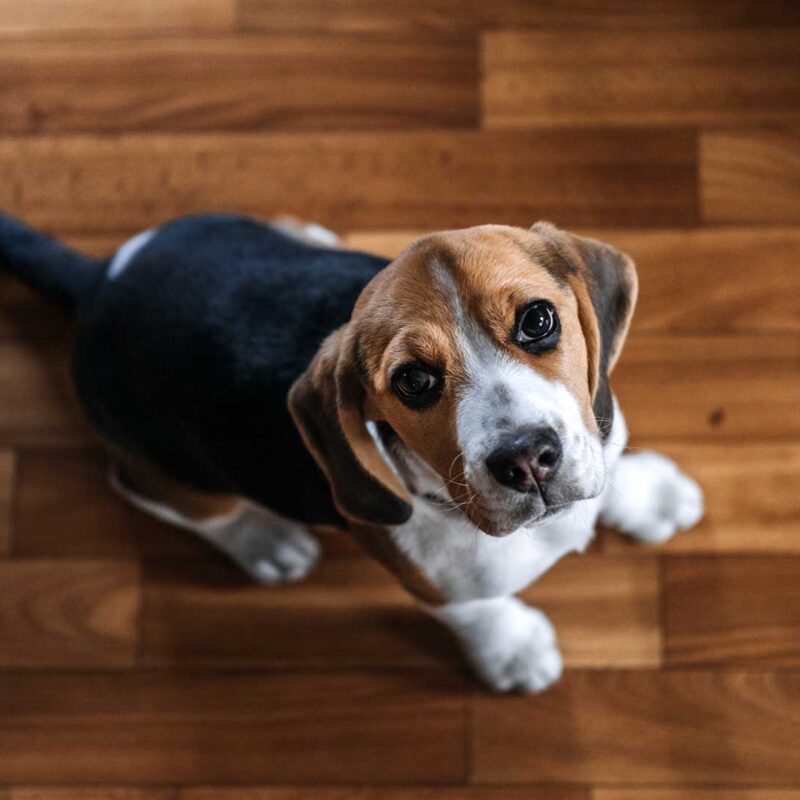 Headbackground Hund schaut nach oben