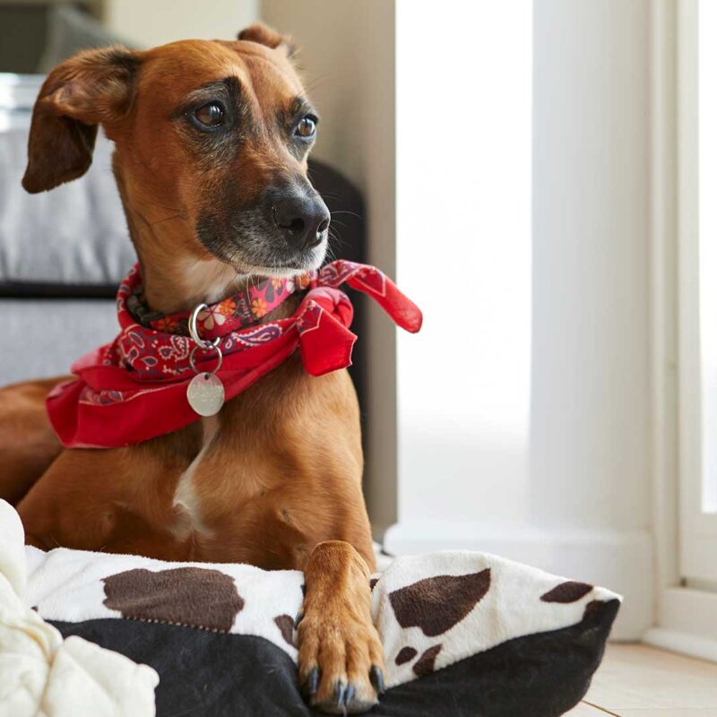 Headbackground Hund wartet auf Herrchen